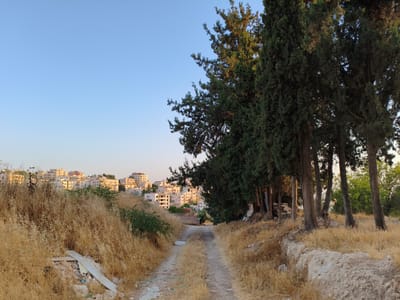 A dirt road winds through dry, golden grass and rocks, leading towards a distant city skyline. Tall, dark green evergreen trees stand on the right side of the road, their trunks partially obscured by foliage. The city in the background features numerous buildings with light-colored facades, some appearing to be residential. The sky above is a clear, pale blue. The scene suggests an undeveloped or rural area on the outskirts of a city.