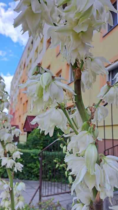This is a close-up, vertically oriented photograph of a Yucca filamentosa inflorescence. The white, bell-shaped flowers, some partially opened and others still in bud, are the primary subjects, cascading down from a thick, green stem. Hints of pale green can be seen within some of the blooms. The background is blurred, suggesting a shallow depth of field. On the left side of the image, a building with a yellow facade and diamond-shaped windows is visible, its reflection on the sky indicating a bright, possibly sunny day. To the right, the blurred greenery of bushes and a dark metal structure, possibly a fence or railing, are discernible. The focus is entirely on the delicate flowers and the plant's stem. No people are visible. The image appears to have been taken outdoors, likely during the daytime in a setting that combines urban elements (the building) with natural ones (the plant and bushes). The scene evokes a sense of natural beauty against an urban backdrop. The location context of Krosno Odrzańskie, Poland, places this scene in a specific geographical area. There is no visible text in the image.