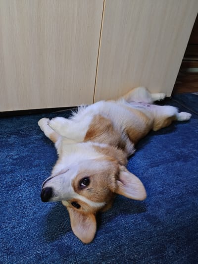 A corgi is lying on its back on a blue carpet, with its head tilted to the side and its paws in the air. The dog is mostly white with some tan markings on its head and back. It has floppy ears and dark eyes. Behind the dog is a light-colored wooden cabinet, and to the right of the cabinet, a dark wooden floor is visible. The scene appears to be indoors, likely in a home or domestic setting. The image does not provide any information about the city of Rassol'naya, Russia.