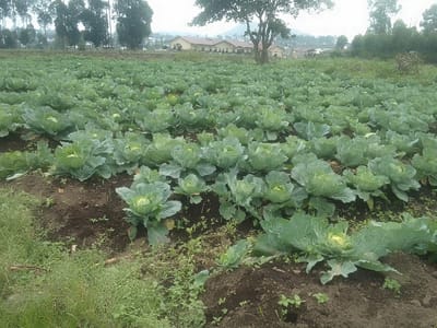 This image depicts a cultivated field of cabbage plants located in Kabinzi, Rwanda. The scene is dominated by numerous rows of mature, green cabbage heads covering the dark brown, tilled earth that forms the midground. The plants exhibit healthy, broad leaves and tightly formed central heads. In the immediate foreground, a strip of lighter green grass runs along the left edge, transitioning into the bare soil of the field.

In the background, a cluster of light-colored buildings with brown roofs is visible, partially obscured by a prominent, leafless tree situated within the field. Further back on the left, a dense line of tall, slender trees forms a natural boundary. The distant horizon reveals additional tree lines and what appears to be elevated terrain under an overcast or hazy sky, indicating diffused light conditions. No individuals are present within the frame.