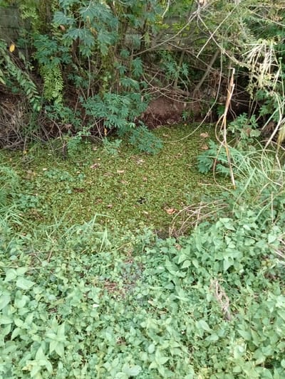 This is a photograph of a dense, green, natural environment, likely a drainage ditch or a small, overgrown pond. The foreground is filled with lush green ground cover and plants, with some taller grass stalks interspersed. In the midground, a body of water is almost entirely covered by a thick mat of small green aquatic plants, creating a carpet-like appearance. A few scattered brown leaves are visible on top of this plant mat. The background consists of a dense wall of foliage, including leafy trees and branches, with a large, dark, reddish-brown rock partially visible amongst the vegetation. The scene appears to be located in a humid, vegetated area, suggesting a natural or semi-natural outdoor setting within or near the city of Teluk Kenidai, Indonesia, given the context provided. There are no people or animals visible in the image.
