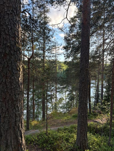 The image depicts a serene forest scene in the city of Ruch'i, Russia. In the foreground, a large pine tree stands prominently on the left, its rough bark illuminated by dappled sunlight. To its right, another tall pine tree is centrally positioned. Beyond these trees, a tranquil lake or body of water is visible, reflecting the sky and the surrounding greenery. The water is partially obscured by a dense growth of pine trees that recede into the distance, creating a layered effect. The ground is covered with low-lying green bushes and scattered rocks, suggesting a natural, undeveloped landscape. The sky above is a mix of blue with some scattered white clouds, indicating fair weather. The overall impression is one of natural beauty and peacefulness within a wooded environment near water. There are no people or animals visible in the image.