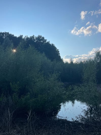 This is a vertical, eye-level shot of a tranquil pond surrounded by dense, green foliage under a bright blue sky. The sun is partially obscured by trees on the left, casting a bright glare. In the distance, a line of trees forms a dark silhouette against the sky, where scattered white clouds drift. The pond's surface reflects the sky and the surrounding trees. The foreground is filled with dry, dead branches and leaves. The scene appears to be a natural setting within the city of Krasnokutsk, Ukraine.