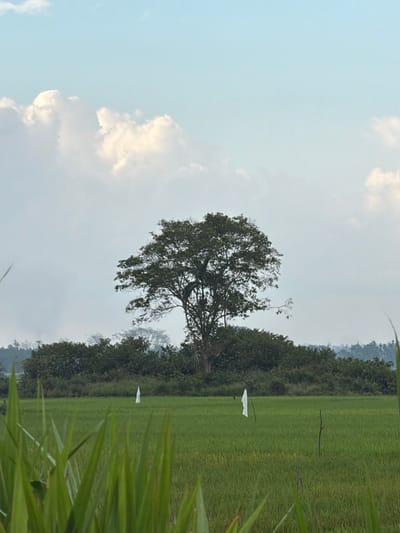 The image displays a rural, agricultural landscape in Ietarek Dua, Indonesia. The foreground features a vibrant green rice paddy, with blurred green foliage partially obscuring the bottom edge. Within the rice field, two slender dark poles are visible, each supporting a vertical, rectangular white fabric item, positioned towards the left and right sides of the frame. Several other thin, dark sticks are also planted in the field. The mid-ground is marked by a dense line of dark green trees and bushes, from which a large, mature deciduous tree with a full, dark green canopy rises prominently near the center. A hazy, lighter green forested area is discernible in the distant background. The upper portion of the scene is a light blue sky with scattered, bright white cumulus clouds. No people, actions, or interactions are visible.