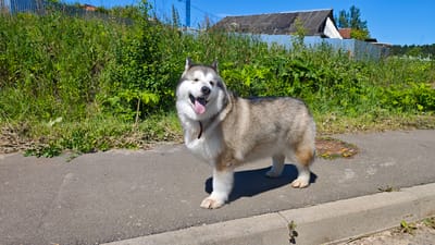 An Alaskan Malamute stands on an asphalt path next to a curb with green grass and vegetation behind it. The dog is facing the camera with its mouth open and tongue out, appearing to be panting. The background includes a corrugated metal fence, a weathered building with a dark roof, and trees under a bright blue sky. The location is the village of Shchapovo, Russia.
