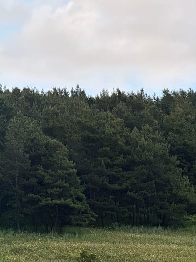 A dense coniferous forest covers the upper two-thirds of the frame, with the trees appearing as a solid mass of dark green. The tops of the trees create a jagged, uneven horizon against a pale sky with scattered clouds. The lower third of the image depicts a field of white wildflowers, appearing as a carpet of small blooms. The overall scene is natural and serene, with no human presence. The location is identified as Margahovit, Armenia.