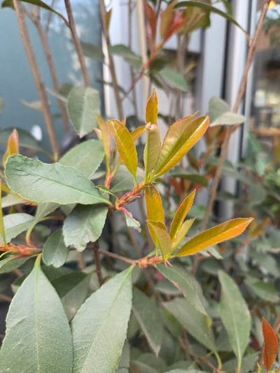 This image displays a detailed, close-up perspective of plant foliage, situated in Gevgelija, North Macedonia. The primary subject is an evergreen shrub, likely a *Photinia* species, exhibiting both mature and new growth. The mature leaves are ovate, dark green, and possess a subtly textured or dusty surface. Prominent clusters of new leaves are visible at the tips of several branches; these leaves are smaller, elongated, and characterized by vibrant yellowish-orange to reddish-orange coloration. The slender stems supporting the leaves are reddish-brown. The background is heavily blurred due to shallow depth of field, revealing indistinct elements consistent with a building's exterior or interior view through a window. These elements include a vertical white structural component, a muted blue-gray area suggesting sky or a distant wall, and amorphous darker shapes. There are no people, animals, actions, or interactions depicted. The scene is illuminated by diffuse, even light. No specific landmarks within Gevgelija are discernible from the image's visual content.
