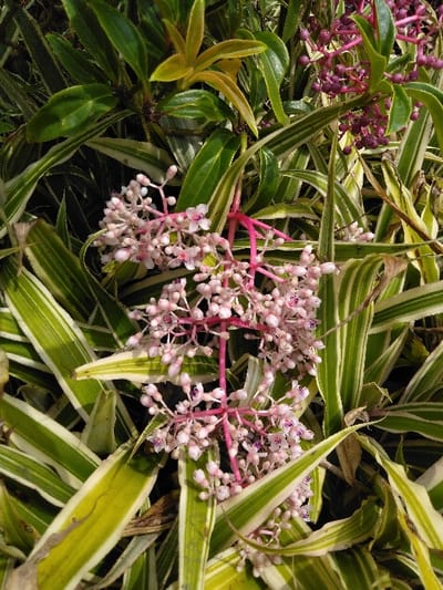 The image presents a close-up, high-angle view of dense plant foliage located in El Rincón de Monagas, Venezuela. The central focus is on multiple clusters of small, spherical flower buds and partially opened florets, predominantly pale pink to white in color, with some exhibiting darker pink or purple centers. These clusters are supported by thin, vibrant fuchsia-pink peduncles and stems. Surrounding and partially obscuring the floral elements are numerous elongated, lanceolate leaves characterized by prominent green and creamy-white longitudinal variegation. In the upper and background areas, solid dark green, ovate leaves are visible, some with a yellowish tint, alongside a cluster of small, dark purple, spherical berry-like structures or mature inflorescences. Natural light illuminates the scene from above, casting subtle shadows among the dense growth. No human subjects, animals, or man-made objects are present.