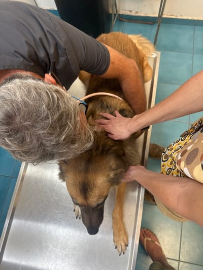 The scene depicts a veterinary examination occurring indoors in Kfar Vitkin, Israel. A medium-sized dog, exhibiting tan and dark brown fur, lies prone on a stainless steel examination table. One individual, presumably male, with gray, curly hair and wearing a dark gray scrub top and glasses, leans over the dog's anterior torso and head area. His right arm is positioned over the dog's back. A light-colored, flexible tube-like object encircles the dog's neck. A second individual's two bare arms and hands are visible. One hand is placed on the dog's upper back/shoulder region, while the other hand rests near the dog's left front paw. This individual wears a garment with a brown, yellow, and white abstract pattern. A bare foot, wearing a light-colored flip-flop, belonging to the second individual or a third party, is visible on the blue tiled floor. The environment features light blue floor tiles and a partial view of a dark container or bin in the background, suggesting a clinical setting. The individuals appear to be attending to or comforting the dog.