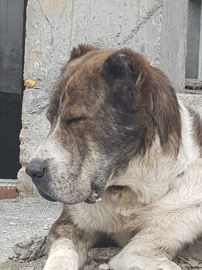 The image shows a close-up, side-profile view of a large, brindle-colored dog with a white chest and legs, lying down outdoors. The dog's eyes are closed, and its head is resting. The background consists of a rough, grey concrete structure and a dark opening. The ground is covered in gravel. There is a small yellow object on the concrete to the left of the dog's head. The image appears to have been taken in a rural or industrial setting, possibly in the city of Бұлақты, Kazakhstan, given the architectural style and the presence of gravel and concrete. No people are visible in the image.