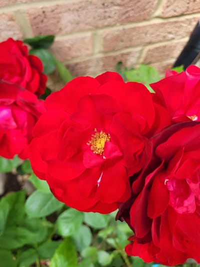 A close-up, eye-level shot showcases a cluster of vibrant red roses in full bloom, with the soft focus background suggesting an outdoor setting. One rose, positioned centrally and in sharp focus, displays numerous layered petals surrounding a bright yellow stamen. To its left and right, other red roses, partially visible, add to the lush floral display. Green leaves are interspersed among the blossoms, contributing to the natural aesthetic. The background reveals a brick wall, possibly part of a house or garden structure, with a hint of a dark object, perhaps a pipe or a railing, to the far right. This scene is located in Dartford, United Kingdom.