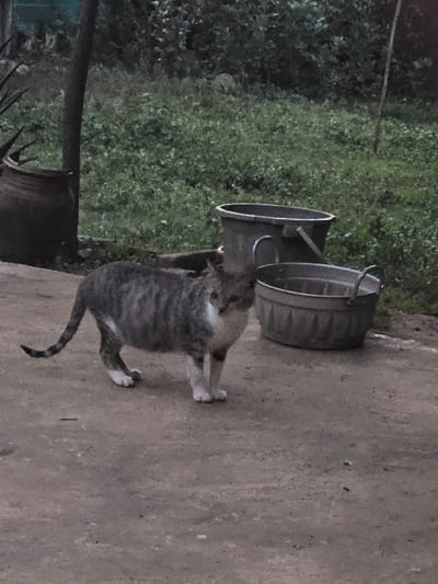 A gray and white tabby cat stands on a light gray concrete surface in an outdoor area of Oumazza, Morocco. The cat faces slightly right, with its head turned towards the viewer. Its body is marked with gray stripes on a lighter gray background, with white fur on its chest, belly, and paws. To the left of the cat, a dark brown clay pot or urn is partially visible, next to a dark vertical post and some green spiky plant leaves. To the right, a dark gray plastic bucket and a metallic basin with two handles are positioned on the ground. The background consists of dense green foliage and vegetation.