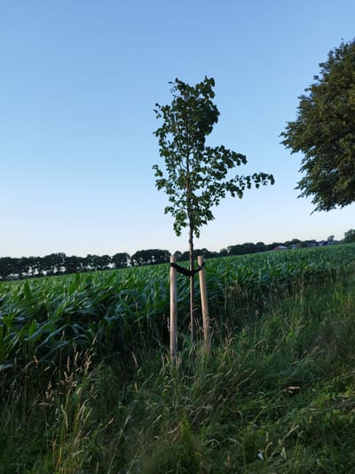 An upright, slender young tree, supported by two vertical wooden stakes and a horizontal black strap, stands in the foreground of a rural scene. The tree's leaves are green and dispersed on thin branches. To the left and extending into the mid-ground is a dense field of tall, green corn stalks. Beyond the cornfield, a line of dark green trees forms a horizon. In the far distance, a cluster of buildings, some with red roofs, are visible against a clear, pale blue sky. The ground in the immediate foreground is covered with tall, dry grasses and other vegetation. The scene is illuminated by soft, natural light, suggesting either early morning or late afternoon. The location is identified as Schiffdorf, Germany.