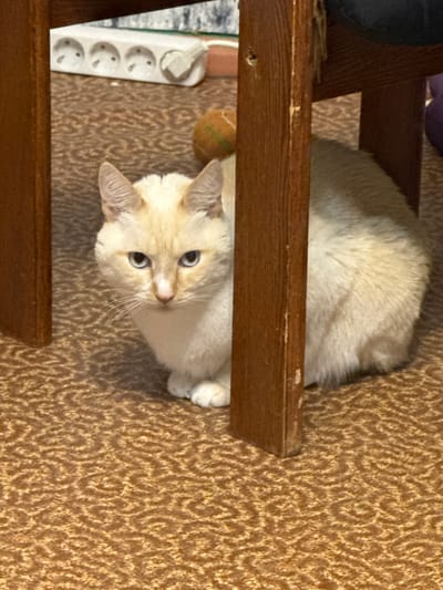 A white cat with blue eyes sits on a patterned carpet, partially obscured by the legs of a wooden chair. The cat is looking directly at the camera with a neutral expression. Behind the cat, a white power strip with four outlets is visible, plugged into an electrical outlet. The lighting in the scene is dim, casting shadows on the carpet. The environment appears to be indoors, likely a residential setting. The location is not specified in the image.
