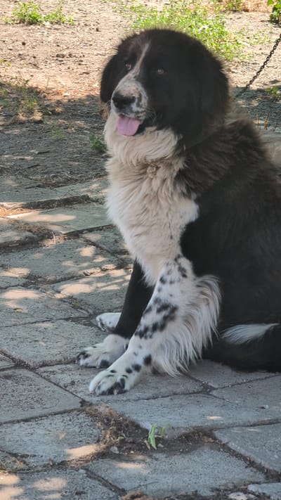 A large, fluffy dog with black and white fur is sitting on a paved patio in the city of Kozare, Bulgaria. The dog has a black head with a white blaze down its muzzle and black ears. Its body is primarily black, with a large patch of white fur around its chest and neck. Its front legs are white with black spots. The dog is looking to the left, with its pink tongue hanging out. The background consists of dirt, scattered leaves, and some green vegetation. A metal chain is visible attached to the dog's collar, suggesting it is tethered. The paving stones appear worn and are arranged in a grid pattern. Sunlight casts shadows on the ground.