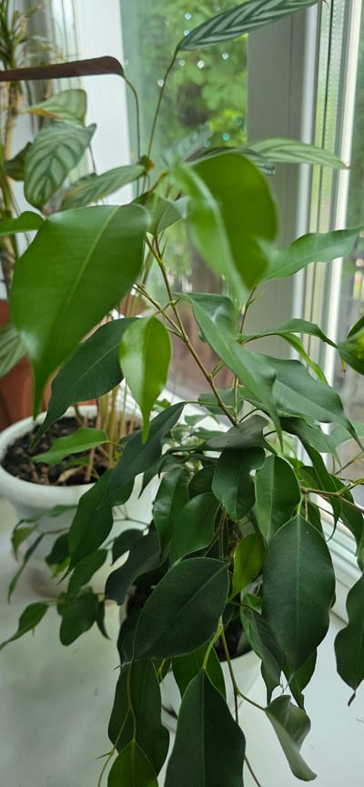 The image shows a close-up view of a potted Ficus benjamina plant with glossy, dark green leaves, positioned near a window. The plant's stems are thin and brown, with new growth visible at the tips. The pot is white and partially visible in the foreground. Outside the window, blurred greenery and light suggest an outdoor environment. The scene is likely an indoor setting, possibly a home or office, in Lensk, Russia, given the contextual information. No people are visible in the image. The lighting is natural, coming from the window.