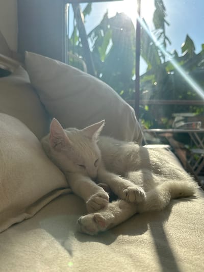A white cat is sleeping peacefully on a beige sofa. The cat is curled up, with its eyes closed and its paws tucked underneath its body. Sunlight streams in through a large window, illuminating the cat and casting a warm glow on the sofa. Through the window, lush green foliage and a bright blue sky are visible. The scene suggests a tranquil domestic setting, possibly a home in Templos, Northern Cyprus / Cyprus, where the cat is enjoying a nap in the sun. The environment appears comfortable and relaxed, with soft furnishings and natural light creating a serene atmosphere.