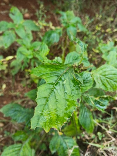 The scene, located in Clacuc, Timor-Leste, presents a close-up, top-down perspective of a single, prominent green plant leaf. The leaf exhibits a distinct serrated margin and visible venation, with its surface appearing glossy, consistent with moisture presence. Along the left edge of the leaf, irregular sections of tissue are absent, indicating localized damage. The immediate background features blurred green foliage and reddish-brown soil, characteristic of an outdoor, natural setting. No individuals, animals, or man-made objects are present within the frame.