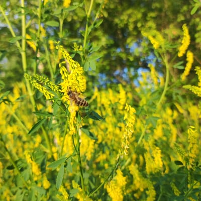 This media file features a close-up shot of a bee collecting nectar from yellow sweet clover flowers. The bee, with its striped body, is the primary subject, positioned in the center of the frame on a blooming stalk. The background is a blur of more yellow flowers and green foliage, suggesting a meadow or field setting. The sunlight filters through the leaves, creating a bright and natural ambiance, possibly indicating a warm, sunny day in late spring or summer. The focus is sharp on the bee and the immediate flowers, with the rest of the scene softly out of focus. There is no visible text in the image. The context provided places this scene in Kineshma, Russia. The overall impression is one of natural beauty and the industrious activity of a pollinator.