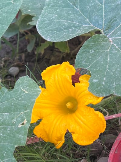 This image depicts a close-up view of a vibrant yellow pumpkin flower, likely photographed in the city of Kabal, Pakistan. The flower, with its deeply lobed petals and prominent stamen, is partially obscured by large, green pumpkin leaves. These leaves, with their prominent veins and a slightly dusty texture, suggest an outdoor setting, possibly a garden or field. The background is a blur of dark soil, scattered small stones, and blades of grass, indicating natural ground cover. The overall impression is one of a botanical subject in its natural environment. There are no people or discernible actions in the frame.