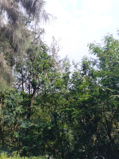 Lush, green trees dominate the scene, their dense foliage creating a vibrant canopy. A tall, wispy tree with drooping branches stands to the left, contrasting with the leafy trees on the right. The sky peeks through the branches, revealing a soft, cloudy day. The overall impression is one of natural beauty and tranquility within a forested environment.