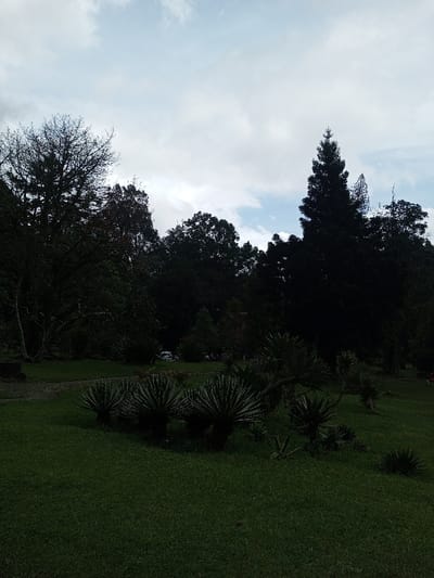 The image depicts an outdoor park or garden scene in Pachmarhi, India, under an overcast sky with patches of light blue visible. The foreground features a expanse of manicured green grass. Several agave-like plants with radiating, spiky leaves are scattered across the mid-ground and lower-right, arranged in small clusters. A dirt or gravel path is partially visible on the left, curving slightly into the background.

The mid-ground and background are dominated by a dense arrangement of various trees and bushes, appearing dark and largely silhouetted against the brighter sky. On the far left, a tall deciduous tree with numerous bare branches is prominent. A distinct tall, conical evergreen tree stands on the right side of the frame. Through a gap in the foliage, a white vehicle, possibly a car or SUV, is partially visible in the distant mid-ground, slightly left of center. A muted reddish-brown structure, likely a roof, is faintly discernible behind the trees near the vehicle. No individuals or specific actions are identifiable within the scene.