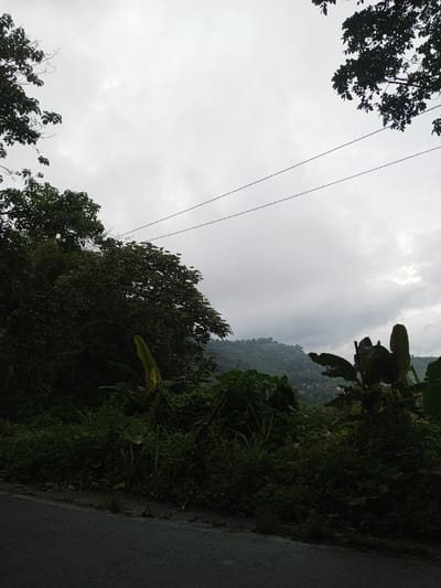 The image displays an outdoor scene in Ambakirano, Madagascar, characterized by dense tropical vegetation under an overcast, light gray sky. Two dark, parallel power or communication lines traverse horizontally across the upper mid-section of the frame. Lush, dark green foliage, including tall trees and broad-leafed plants, dominates the midground. A distinct light green banana leaf is visible within the vegetation towards the center-left. In the background, multiple forested hills or mountains are discernible, their peaks partially obscured by clouds or atmospheric haze. A dark gray asphalt road occupies the lower-left foreground, bordering a narrow strip of dark earth and sparse grass before meeting the thick vegetation. No individuals or animals are present.