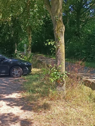 The image depicts a sunlit outdoor scene near a wooded area in Nordkirchen, Germany. In the foreground, the left side of a dark-colored sedan is visible, parked on a dirt path. The car's front wheel, with a silver alloy rim, is prominent. To the right of the car, a textured tree trunk with patches of moss and green foliage growing on it stands tall. Behind the tree, a pathway made of concrete slabs or similar material is visible, bordered by dry, tall grass and some thinner, reddish-brown thorny plants. Further in the background, dense green foliage of trees and bushes creates a natural, somewhat overgrown environment. The lighting suggests it is daytime, with shadows from tree branches dappling the ground in the lower left quadrant. There are no people visible in the image.