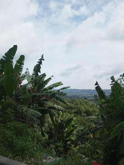 Lush, green banana plants dominate the view, framing a distant city nestled among forested hills under a cloudy sky. The leaves are vibrant and dense, contrasting with the hazy, muted tones of the cityscape beyond. Closer to the foreground, untamed vegetation and hints of litter suggest a roadside or overlooked space. The overall impression is one of wild, natural beauty overlooking a populated area.