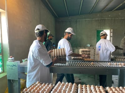 The image depicts an indoor egg processing and packaging facility located in Shuyene Vosta, Afghanistan. Four adult males are visible within the concrete-walled building under a corrugated roof with exposed rafters.
In the foreground and midground, three men wear white t-shirts and white baseball caps, actively engaged in egg handling. The man on the far left, facing away and slightly left, holds a stack of empty cardboard egg cartons. The man in the center, facing right, has a beard and is positioned next to a grey metal conveyor system, either placing eggs onto it or arranging them in cartons. He wears a white t-shirt with a blue and white logo on the back. To his right, another man, seen from the back, also wears a white t-shirt with a similar logo and a white cap, working at the conveyor system with eggs.
The conveyor system, equipped with rollers, transports numerous light brown eggs. Many stacks of empty and full cardboard egg cartons are visible throughout the facility, on the conveyor, and piled against the back wall. A grey control box with a prominent red emergency stop button and writing in an unidentifiable script is attached to the conveyor structure on the left.
In the background, to the left of center, a fourth man, wearing a dark jacket and a dark baseball cap, observes the operation. He holds an object resembling a microphone or recording device. Natural light enters the facility through a window on the left and a brighter opening or doorway in the distant background. The floor appears to be concrete, partially covered by egg cartons.