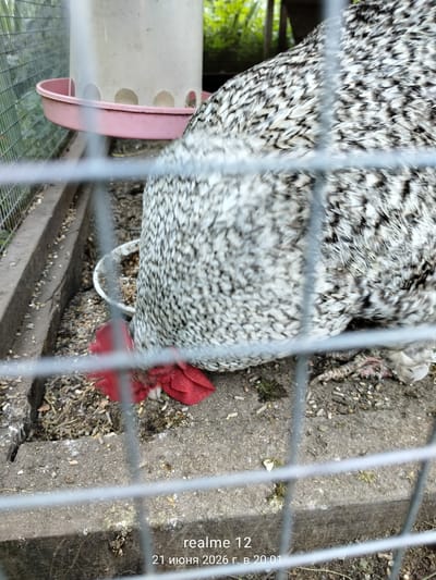 A black and white speckled chicken is shown from the side, eating from a white bowl filled with birdseed. The chicken has a red wattle visible near its beak. The scene is within an enclosure with a wire fence in the foreground and a pink and white automatic feeder visible in the background. The ground is a mixture of dirt and scattered birdseed. The image also contains a timestamp in the lower right corner indicating "realme 12 21 июня 2026 г. в 20:01". The location is identified as Космос-2 Снт, Russia.