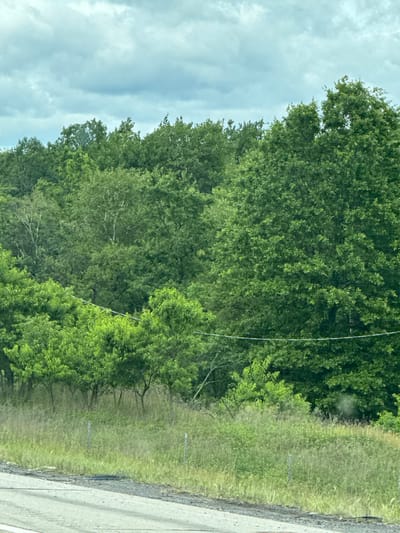 The image captures a roadside scene with lush green trees and vegetation. The perspective is from a vehicle, looking out towards the right side of the frame. The sky is overcast with soft, diffused clouds, suggesting it might be daytime, possibly late morning or early afternoon, under a cloudy sky.
The main subjects are the dense foliage of trees that dominate the left and central portions of the image. Their leaves are a vibrant green, indicating a healthy growth. To the right of the trees, there is a strip of dry grass, transitioning into a paved surface, likely a road or shoulder, that runs diagonally towards the bottom right corner. Faintly visible in the grassy area are a couple of thin, vertical poles, possibly fence posts or markers. A thin, white wire stretches across the frame, appearing to be part of a utility line, adding a man-made element to the natural setting.
There are no people or identifiable objects within the scene. The overall atmosphere is serene and natural, with the emphasis on the abundant greenery and the vast sky. The location is given as Scranton, United States of America, which provides context to the type of flora that might be expected in such an environment. No text is visible in the image.