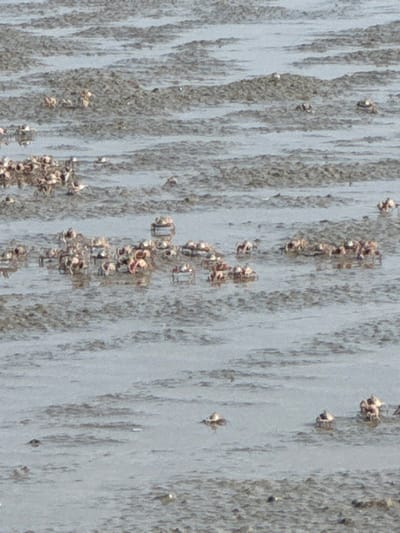 The close-up image features a textured, gray surface covered with barnacles. They are clustered in small groups and appear along vertical lines in the gray background. The background has a streaked appearance with varying shades of gray. The texture seems rough, with the barnacles adding to the bumpy surface.