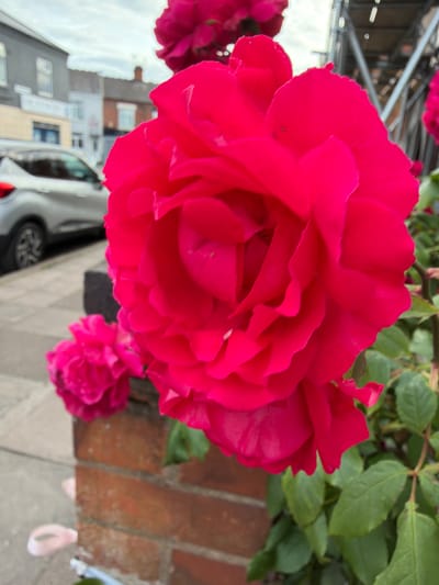 The image displays a close-up of a large, deep fuchsia-red rose in the immediate foreground, occupying the right and central portions of the frame. Its petals are layered and exhibit slight undulations. Below and to the left of this prominent rose, another smaller, similarly colored fuchsia rose is partially visible, positioned behind a section of a red-brown brick wall with a stretcher bond pattern. Green foliage of the rose bush is visible to the lower right.
On the grey paved surface to the left of the brick wall, two small, light pink, petal-like fragments are present. In the midground, a silver or light grey SUV-style car, specifically a Renault Captur, is parked curbside facing left on a street. Behind the car, a row of two-story buildings lines the street. The closest visible building on the left has a dark grey facade with white window frames. Further along the street, lighter-colored buildings are visible, one featuring a partially obscured circular traffic sign with a red border.
The background consists of a uniformly overcast, light grey sky. To the upper right, a substantial structure of metal scaffolding is visible against the sky, suggesting ongoing construction or maintenance. No individuals are present in the scene. The architectural style, street layout, and presence of scaffolding are consistent with an urban environment in Leicester, United Kingdom.