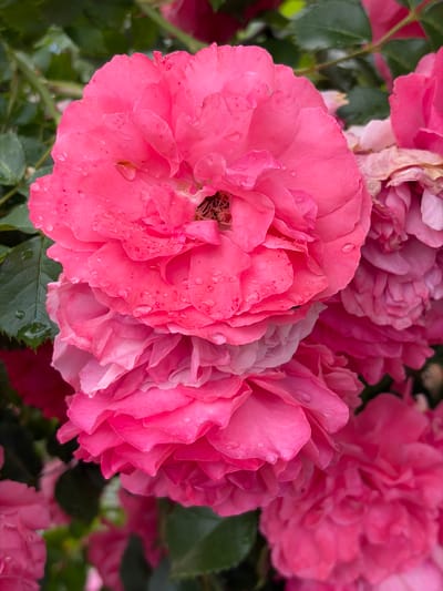 This media file is a close-up, high-angle shot of several bright pink roses with water droplets on their petals. The roses are in full bloom, with layers of delicate petals. The background is filled with more roses and green leaves, suggesting a garden setting. The water droplets indicate recent rain or dew. There are no people, text, or specific time of day or weather cues visible. The location is identified as Dongaron, Russia. The image evokes a sense of natural beauty and freshness.