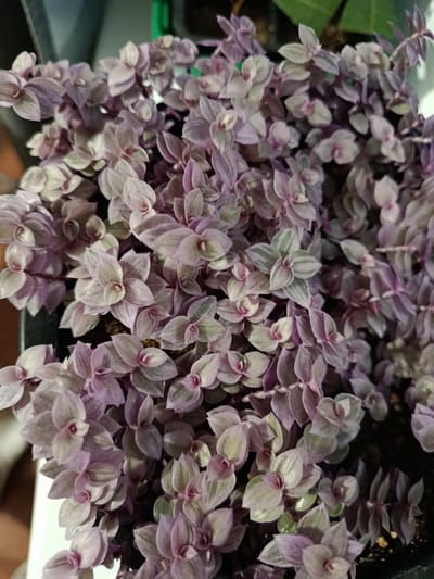 The image shows a close-up view of a plant with small, oval-shaped leaves in shades of purple and green. The leaves are densely packed, creating a textured surface. Some leaves have stripes or variegation, with lighter green or white patterns. The plant appears to be in a pot, with dark soil visible in some areas. The lighting is soft, casting subtle shadows and highlighting the delicate details of the leaves. The background is dark and out of focus, suggesting the plant is indoors or in a shaded area. There is no discernible location in the city of Novozybkov, Russia, present in the image.