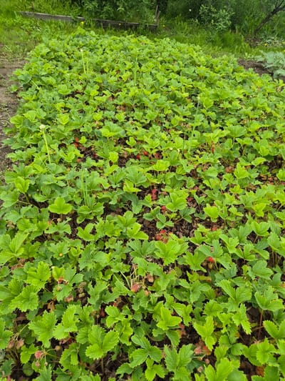 A low-angle, full-frame, medium shot captures an expansive garden bed filled with lush, green strawberry plants. The plants are dense and leafy, with some scattered red strawberries and light pink blossoms visible amongst the foliage. The ground beneath the plants is dark soil, partially covered with brown leaf litter. In the background, out of focus, is a wooden fence and the edge of a natural, overgrown area with tall green grass and trees, suggesting a rural or semi-rural setting. The image is devoid of any human presence or activity. This scene is located in Novosisoevka, Russia.
