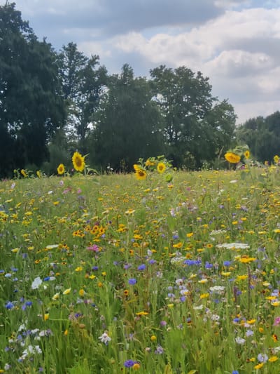 The image depicts a vibrant wildflower meadow in Isselburg, Germany, under a partially cloudy sky. Tall, dark green trees form a dense backdrop across the horizon. The meadow is a dense tapestry of green grass interspersed with a profusion of colorful flowers, including bright yellow sunflowers, smaller yellow wildflowers, purple cornflowers, pink flowers, and white Queen Anne's Lace. The flowers are of varying heights, creating a textured and lively scene. Sunlight filters through the clouds, illuminating the meadow and highlighting the individual blooms. The overall impression is one of a natural, uncultivated landscape within the city of Isselburg. There are no people or animals visible in the frame.