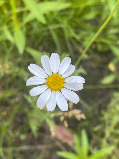 A single white daisy with a yellow center is in focus against a blurred green background of grass. The daisy is positioned in the center of the frame and faces upwards. The background suggests an outdoor, natural environment. The location in the city of Liutizh, Ukraine is not discernible from the image.