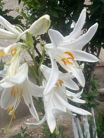 The image depicts a close-up, eye-level view of a cluster of white lilies in bloom. The lilies are the dominant subject, with their large, trumpet-shaped petals and prominent yellow stamens. Some petals show slight wilting or discoloration, and water droplets are visible on some of the surfaces, suggesting recent rain or watering. The flowers are arranged on a green stem, with some buds still closed.
The background is softly blurred, but hints of the surrounding environment are visible. To the left, a textured, light-colored wall or building facade can be seen, with some green foliage peeking out from above. Behind the lilies, darker green leaves and branches of trees are discernible, with a hint of a red-tiled roof or brickwork in the upper right corner. A section of a white, weathered wooden fence runs vertically along the right side of the frame, with some green vegetation growing around its base. The ground in the foreground appears to be composed of dirt and small stones.
The scene is consistent with a garden setting. Without further information, it is impossible to pinpoint the exact location within the Dubăsari town council, Moldova, as the image only captures a small natural scene. There are no people or animals present in the image, and no discernable actions or interactions are taking place. The lighting suggests it is daytime, possibly overcast due to the water droplets and diffused light.