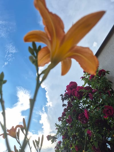 The image shows a low-angle view of orange lilies and dark pink roses in bloom. The flowers are in the foreground and midground, with the sky and clouds visible in the background. The scene appears to be outdoors, possibly in a garden or park. The specific location in Rzeszów, Poland, is not identifiable from the image. There are no people or animals present in the image. The lighting suggests it is daytime, with some sunlight filtering through the clouds. The focus is soft, creating a dreamy effect.