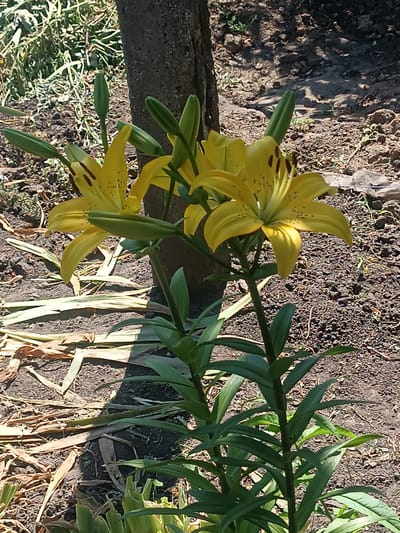 The image shows a close-up view of several yellow lilies blooming in a garden. The flowers have long, pointed petals with dark spots and are supported by tall green stems. Multiple lily buds are also visible, some fully formed and others still tightly closed. The lilies are growing near the base of a rough-barked tree. The ground around the plants is covered in dark soil, with some dry, fallen leaves and a few small green shoots. The scene is bathed in sunlight, casting shadows from the tree and plants onto the soil. The background shows more greenery and the uneven texture of the ground. This is a typical garden scene, likely in a residential area, and could be located in the city of Hlobyne, Ukraine, given the context. There are no people or animals present in the image.