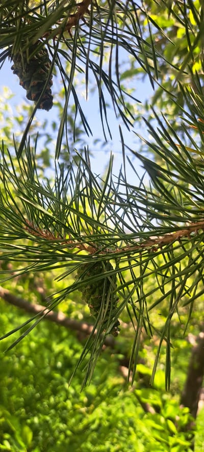 In the city of Jangy-Turmush, Kyrgyzstan, this image focuses on a close-up view of pine needles and a young, green pine cone hanging from a branch. The background is blurred, showing out-of-focus green foliage and a bright blue sky, suggesting an outdoor natural setting, likely a park or wooded area. The lighting indicates daytime.