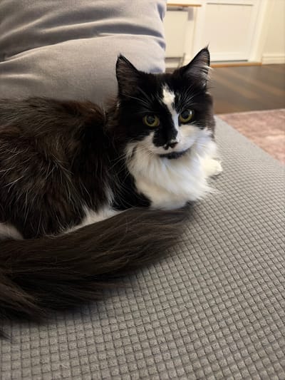 A domestic long-haired cat, exhibiting a black and white tuxedo coat pattern, is positioned on a light gray, textured fabric couch. The cat's fur is predominantly black on its back and tail, with significant white fur covering its chest, front paws, and parts of its face, including a distinct white blaze between its eyes and a black marking resembling a small mustache on its muzzle. Its eyes are a yellowish-green hue. The cat is looking directly forward, slightly turned towards the viewer's right. Its body is curled, with its tail wrapped around its left side, resting on the couch. Behind the cat, a plain light gray cushion is visible. In the blurred background, a light-colored wall with a partial white door frame or piece of furniture is discernible on the right, above a section of a wooden or laminate floor. The location as the city of Kiruna, Sweden, cannot be determined from the visual information within the image.