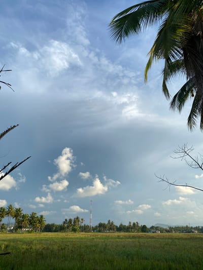 The image depicts a serene landscape under a partially cloudy sky. The foreground is dominated by a lush green field, likely agricultural land, with tall grass swaying gently. In the middle ground, a dense line of palm trees stretches across the horizon, suggesting a tropical or subtropical environment. Beyond the palm trees, a cluster of houses and buildings indicates a settlement, and a tall telecommunications tower stands prominently. In the far distance, rolling hills or mountains are visible. The sky is a blend of blue and grey, with scattered white clouds and streaks of darker, heavier clouds, hinting at potential weather activity. Several bare branches of trees frame the scene from the edges, along with a portion of a lush green palm frond in the upper right corner. The image appears to be taken during daylight, possibly late afternoon or early morning, given the quality of light. The scene is devoid of any visible people or animals. This landscape is consistent with the rural setting of Blangdalam, Indonesia, known for its agricultural fields and tropical vegetation.