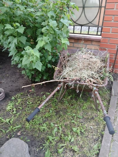 A rustic wheelbarrow filled with dried plant matter sits on a patch of grass next to a brick wall. The wheelbarrow, with its metal body and wooden handles, appears weathered and worn, suggesting it has seen considerable use. The dried plant matter, likely a collection of weeds and garden debris, is piled high, spilling over the edges of the wheelbarrow. The background features a lush green bush, a portion of a brick building, and a large window with a circular design. The scene is set outdoors, in what appears to be a backyard or garden area. The presence of the wheelbarrow and garden debris suggests a gardening or yard work context. The overall impression is one of a functional, utilitarian scene, likely captured in a rural or suburban setting. No people are visible in the image.