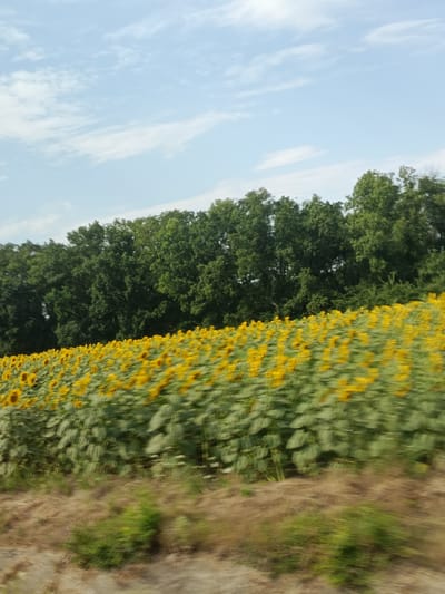 In Porumbrei, Moldova, a field of sunflowers stretches across a gently sloping hillside under a partly cloudy sky. The sunflowers, mostly facing upwards, create a vibrant yellow and green tapestry, with their large, round heads in sharp focus. Behind the field, a dense line of mature green trees forms a dark, undulating backdrop, separating the agricultural land from the sky. The foreground consists of dry, brown grasses and scattered green foliage, with a strip of grey, rough-textured ground, possibly a road or path, running along the bottom edge of the image. The overall impression is one of a rural landscape during a bright, possibly summer day.