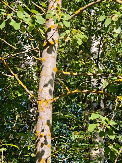 The image shows a close-up view of a tree trunk in a forest or wooded area, likely in or near the city of Ковригино, Russia. The trunk is light gray with patches of yellow lichen. The foreground is dominated by the trunk and its branches, which are covered in green leaves. Shadows from the leaves are cast on the trunk, creating a dappled effect. The background is a blur of green foliage and some brighter patches of sky. There are no people or animals visible in the image. The scene appears to be a natural outdoor environment.