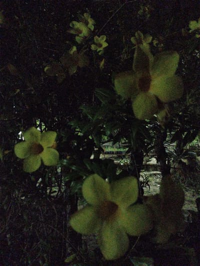 The image displays a dark, grainy scene featuring several yellowish-green flowers with five petals each, set against a backdrop of dense foliage and shadows. The lighting is very low, making it difficult to discern finer details. In the background, there appears to be a greenhouse or a structure with multiple rows of plants, suggesting a nursery or agricultural setting. The overall impression is that of flowers in a natural or cultivated environment at dusk or in low light conditions, possibly in Luengbaro, Indonesia, given the context. There are no people or discernible actions captured in the frame.