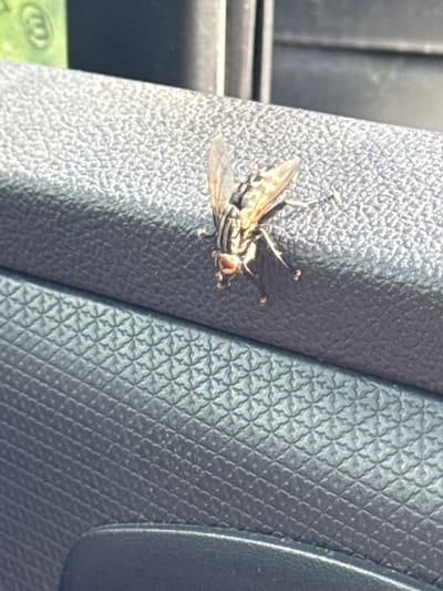 A close-up, slightly angled shot captures a housefly resting on a textured, dark gray surface, likely the interior of a vehicle door panel. The fly is positioned on the upper portion of the surface, with its wings partially open and its red eyes clearly visible. The surface has a raised, repeating diamond pattern. In the background, a blur of muted green and dark gray suggests an out-of-focus environment. No people are visible, and no specific location within Redice, Montenegro can be determined from the image.